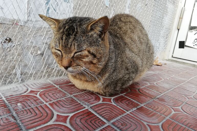 トラちゃん
